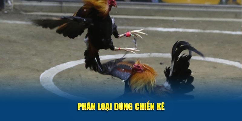 Phân loại đúng chiến kê