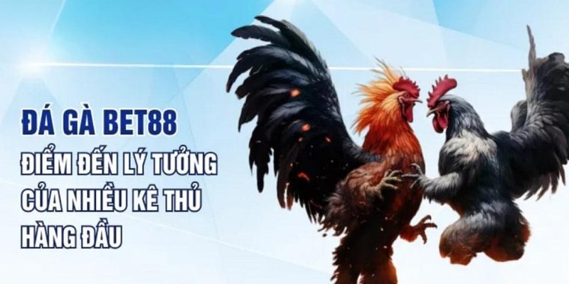 Đá gà Bet88 là sảnh game mang đến những phút giây kịch tính nhất